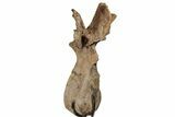 Triceratops Dorsal Vertebra On Stand - Montana #202241-1